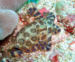 Hapalochlaena lunulata