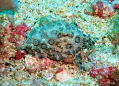Hapalochlaena lunulata