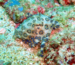 Hapalochlaena lunulata