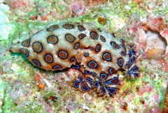 Hapalochlaena lunulata
