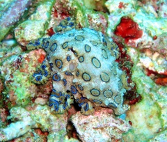 Hapalochlaena lunulata