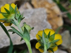 Potentilla daghestanica