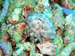 Hapalochlaena lunulata