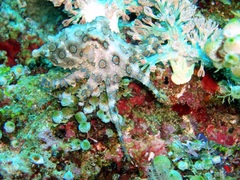 Hapalochlaena lunulata