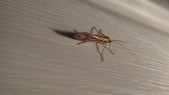 Limnephilus ornatus