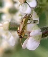 Orthops