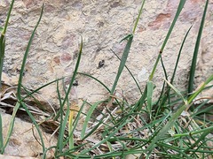 Alopecurus glacialis