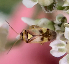 Orthops
