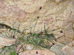 Alopecurus glacialis