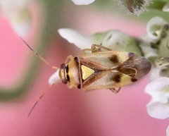 Orthops