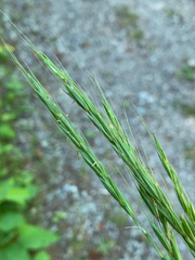Elymus glaucus glaucus