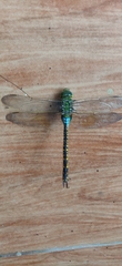 Anax indicus