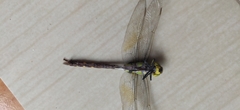Anax indicus
