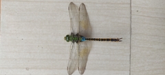 Anax indicus