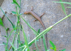 Heremites auratus