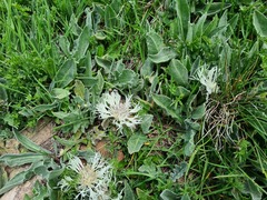 Centaurea cheiranthifolia
