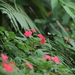 Papilio antonio - Photo (c) Wich’yanan L, algunos derechos reservados (CC BY), subido por Wich’yanan L