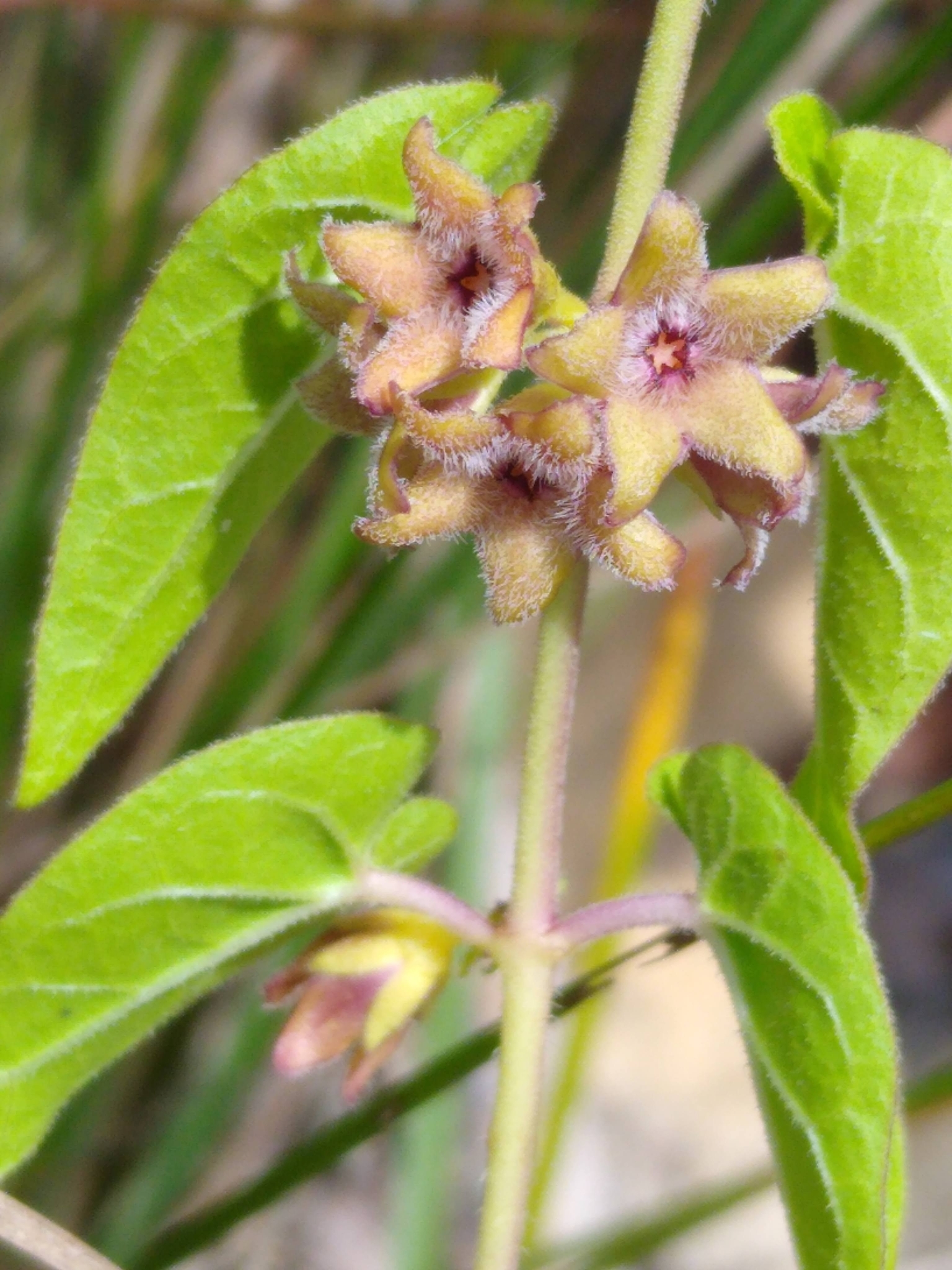 Matelea pubiflora