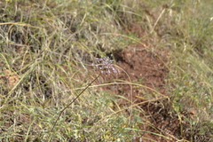 Allium flavum tauricum