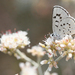 Honey Lake Blue - Photo (c) Will Richardson, some rights reserved (CC BY-NC), uploaded by Will Richardson