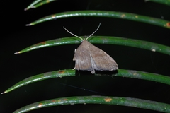 Polypogon ryukyuensis