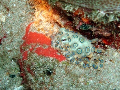 Hapalochlaena lunulata