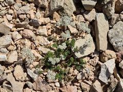 Anthriscus ruprechtii