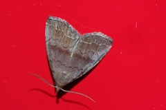 Polypogon ryukyuensis