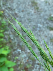 Elymus glaucus glaucus