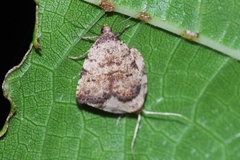 Neachrostia bipuncta