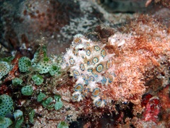 Hapalochlaena lunulata