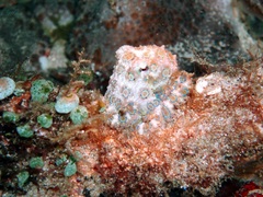 Hapalochlaena lunulata