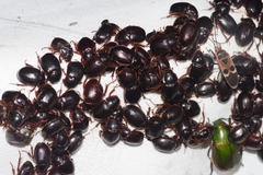 Phaeochrous emarginatus