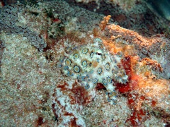 Hapalochlaena lunulata