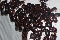 Phaeochrous emarginatus