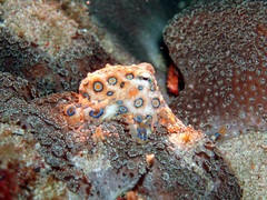 Hapalochlaena lunulata