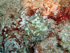 Hapalochlaena lunulata