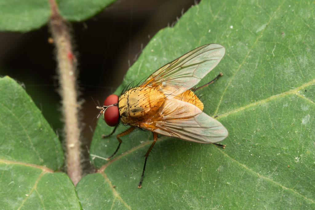 Mydaea lateritia