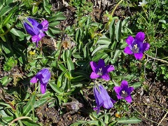 Campanula ciliata