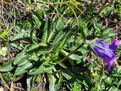Campanula ciliata
