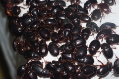 Phaeochrous emarginatus