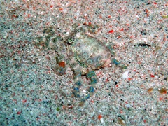 Hapalochlaena lunulata