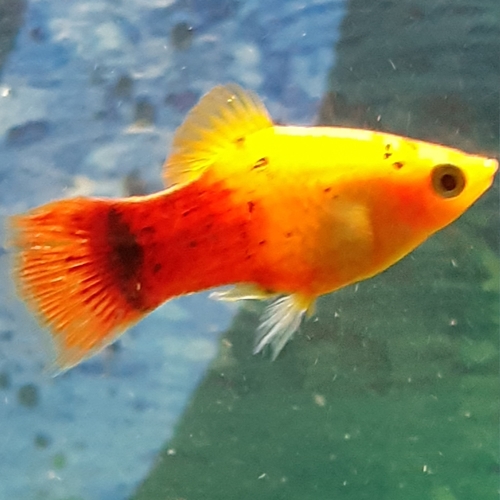 Platy