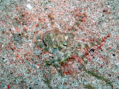 Hapalochlaena lunulata