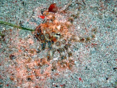 Hapalochlaena lunulata