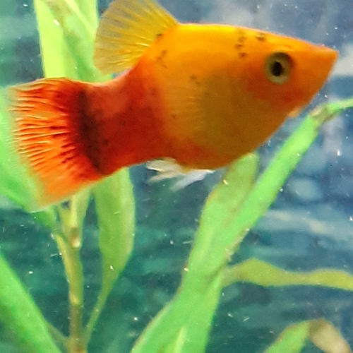 Platy