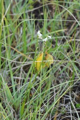 Spiranthes aestivalis