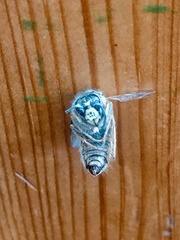 Dolichovespula saxonica