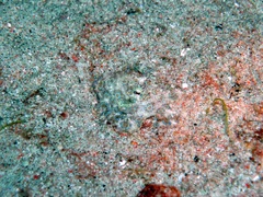 Hapalochlaena lunulata