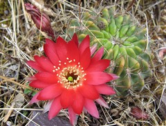 Lobivia hertrichiana